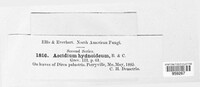 Puccinia hydnoidea image